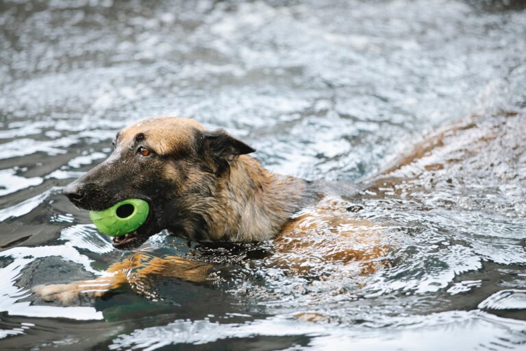 The Dog Days of Summer